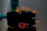 Orange Rili Neocaridina Shrimp - Grade SSS++